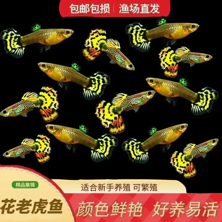 花老虎孔雀鱼可繁殖种鱼好养耐活热带观赏鱼