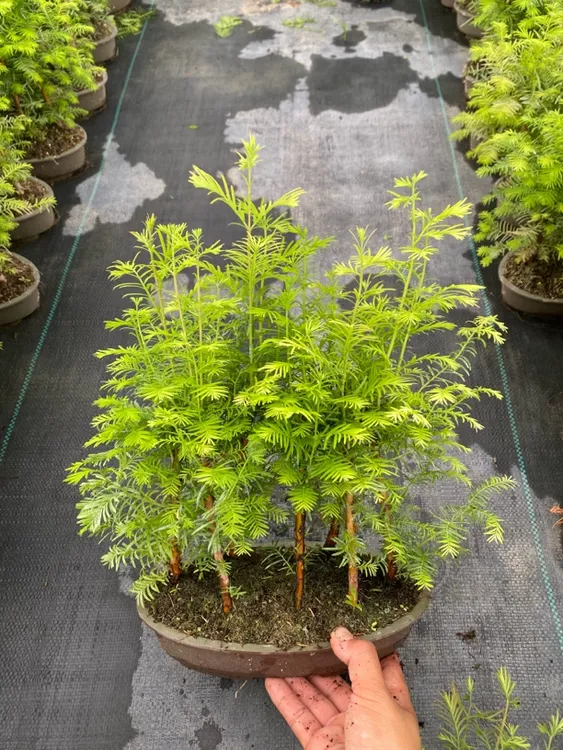 丛林水杉七颗带盆包邮鱼缸造景水培土培假山丛林造景