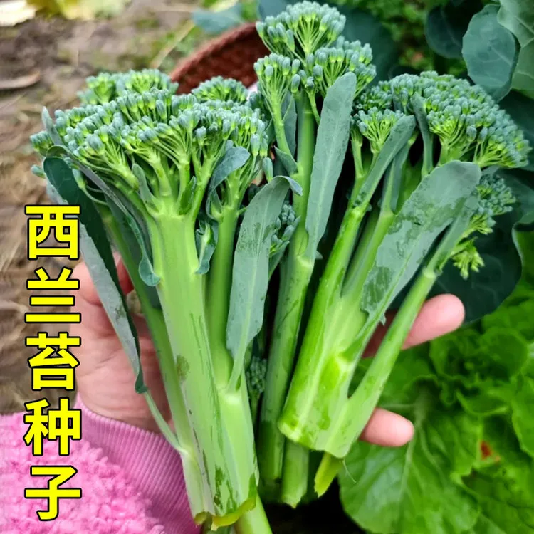 西兰苔种子芥兰西兰花台青花菜菜心芥蓝种籽四季春秋季蔬菜孑苗秧