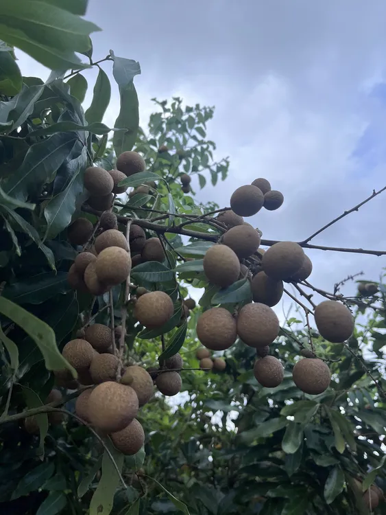 新鲜多汁龙眼 清甜爽口