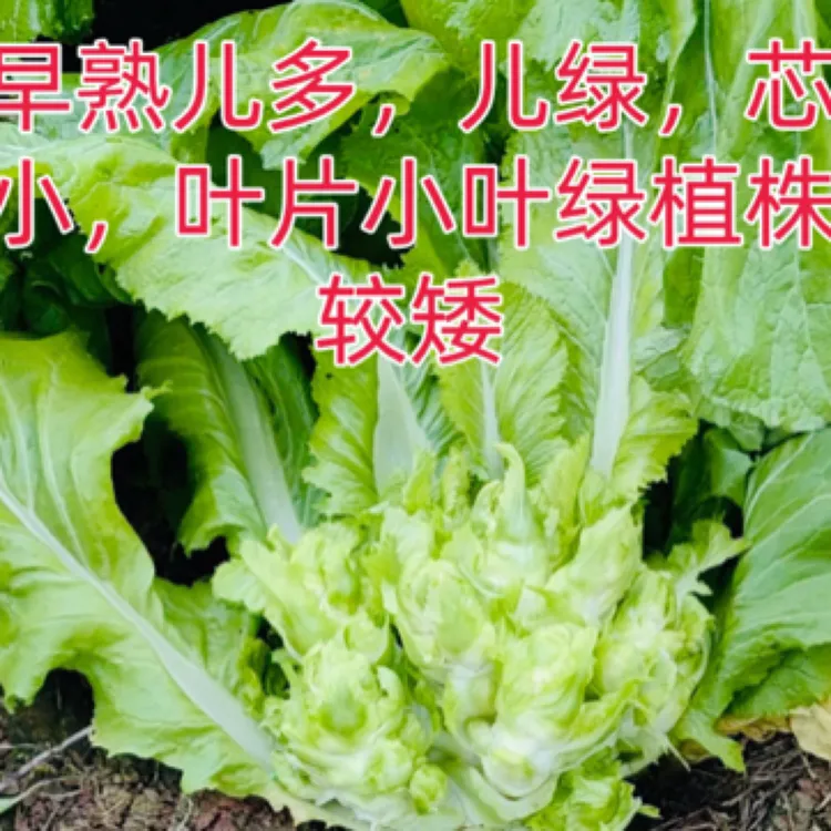 正早二号儿菜种子 70天早熟 秋播泡菜籽种云贵四川抱子芥菜