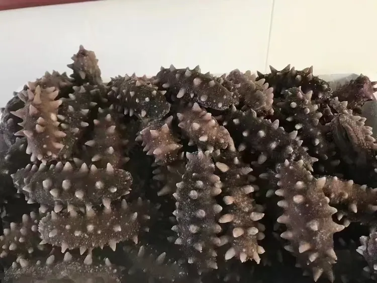 大连长海县深海辽刺参即食海参独立真空包装品质保证