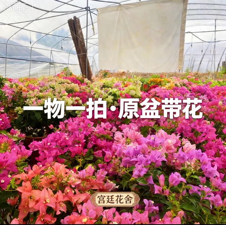 三角梅主播为准（一物一拍）带盆发（带视频教程请记住）