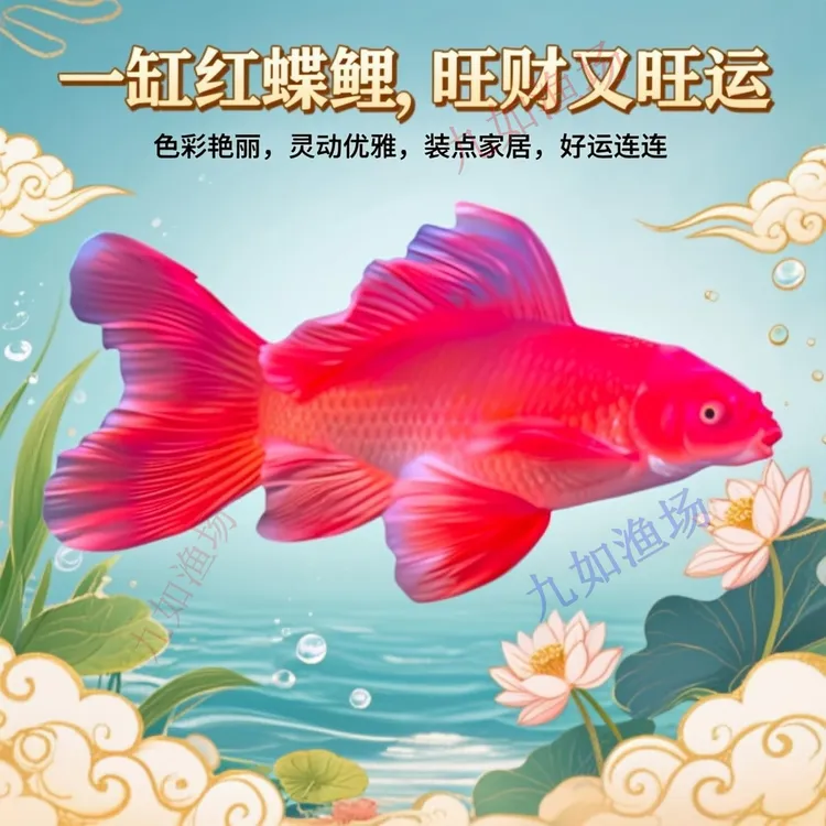 台湾纯种红色蝴蝶鲤幼苗大鳍大尾冷水观赏鱼淡水活鱼好养耐活招财