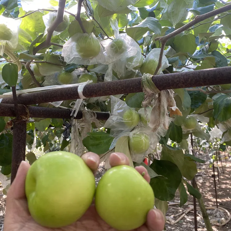 福建漳州云霄牛奶青枣，盐碱地种植，脆爽清甜。