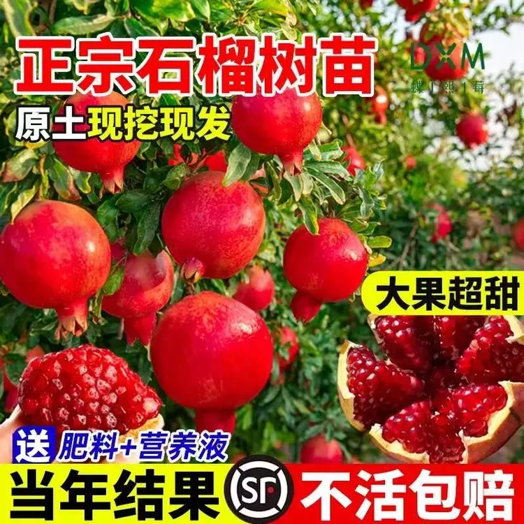 石榴树突尼斯软籽特大庭院果树地栽盆栽当年结果大红袍石榴树树苗