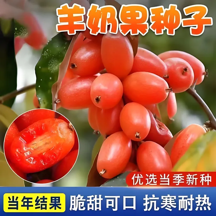 【羊奶果种子】家庭阳台庭院种植四季可种易栽易活