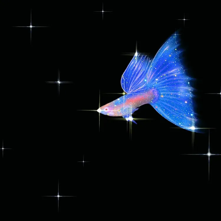 直播间孔雀鱼一物一专拍