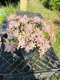 【大秋丽】黄大锤多肉阳台露台植物栽种养护