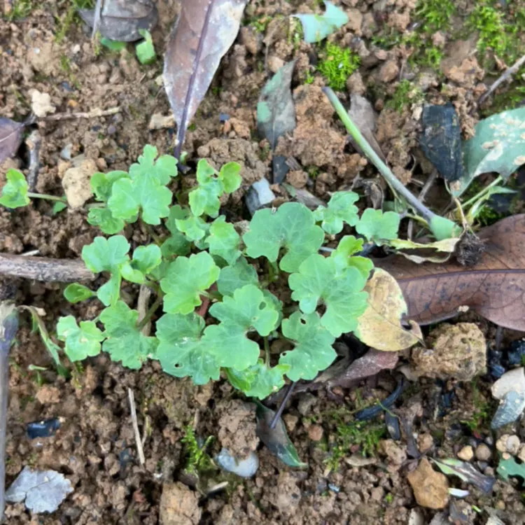 湖南野生猫爪草消炎散结节