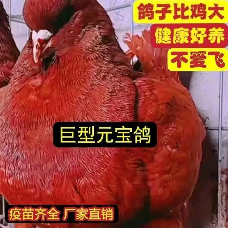 纯种特大活体元宝鸽青年观赏鸽可家养宠物包下蛋包繁殖肥料有机肥