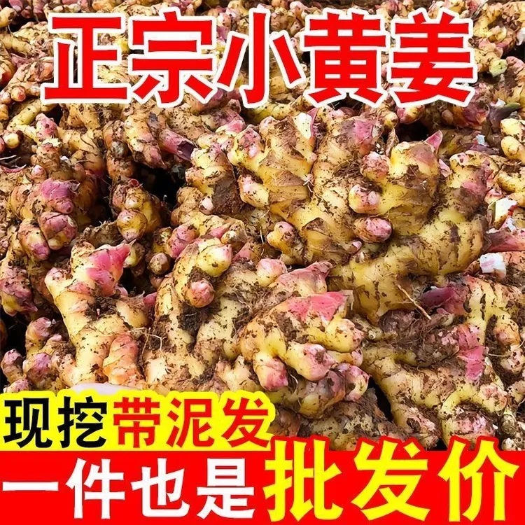 云南小黄姜【新姜嫩姜】新鲜现挖泡姜糖醋姜生腌凉拌清脆爽口包邮发