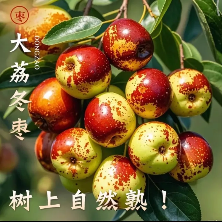【应季鲜果】正宗陕西大荔冬枣脆甜枣新鲜大枣冰糖枣  大荔县直发
