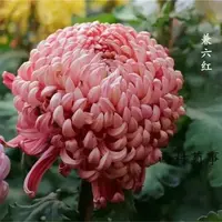 【国华兼六红】大花富贵菊九月菊花苗盆栽适合室内外庭院阳台种植