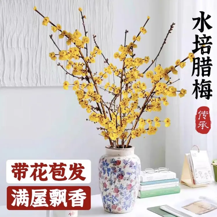 干枝腊梅水培鲜切花浓香型遇水开花耐寒好养室内年宵花卉插花