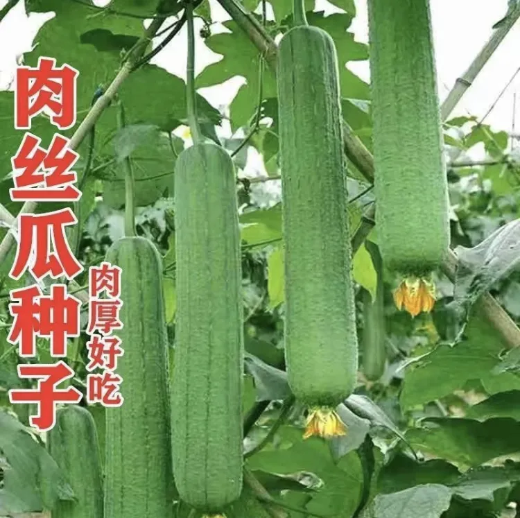肉丝瓜种子油亮丝瓜高产种子早熟特大四季蔬菜种子