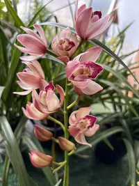 老黑家的【东方仙子】惠兰 年宵花室内好养易活绿植盆栽