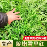 【满五包包邮】雪里红种子耐寒耐高温高产雪里蕻腊菜腌菜浇水播种