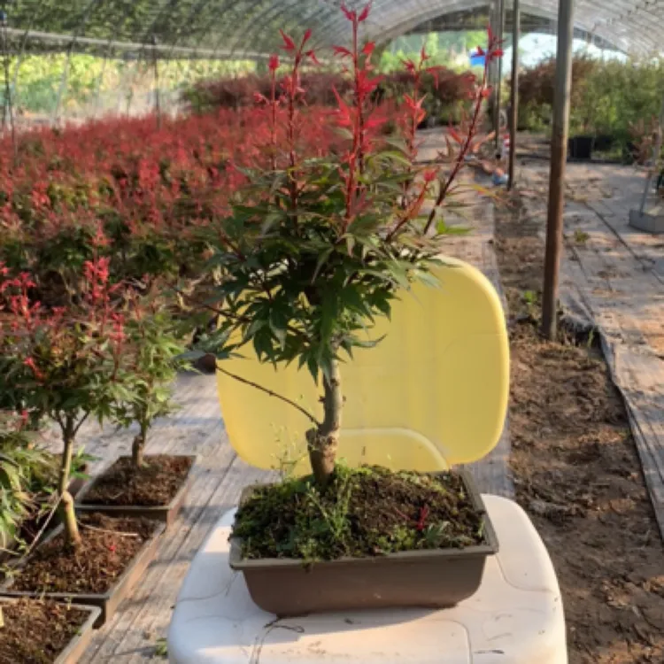 黑姬枫树 日本枫树 品种枫树 庭院景观绿植 阳台盆栽 盆景植物