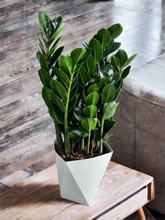 正宗矮小型圆叶金钱树绿植四季常青室内绿植盆景净化空气