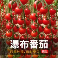 【满五包包邮】瀑布番茄种子四季圣女果春季小西红柿籽四季农家盆栽