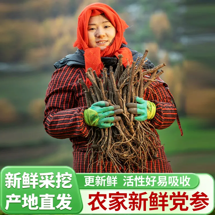 【新鲜党参】甘肃岷县农家党参自然生长煲汤炖汤产地直销现挖500g