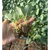精选优质花菜苗可盆栽种植耐热耐寒带土发货南北方阳台庭院蔬菜苗