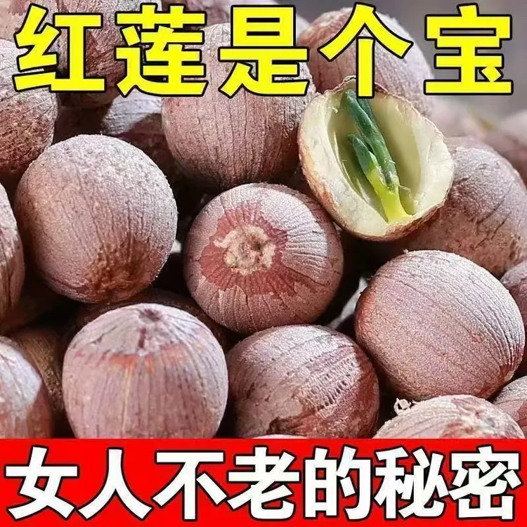 莲子带芯红莲子新鲜红皮莲子有芯无硫干货湖南莲子煮粥结婚商用