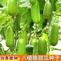 【满五包包邮】八棱脆甜瓜种子黄河脆四季八棱脆瓜种子