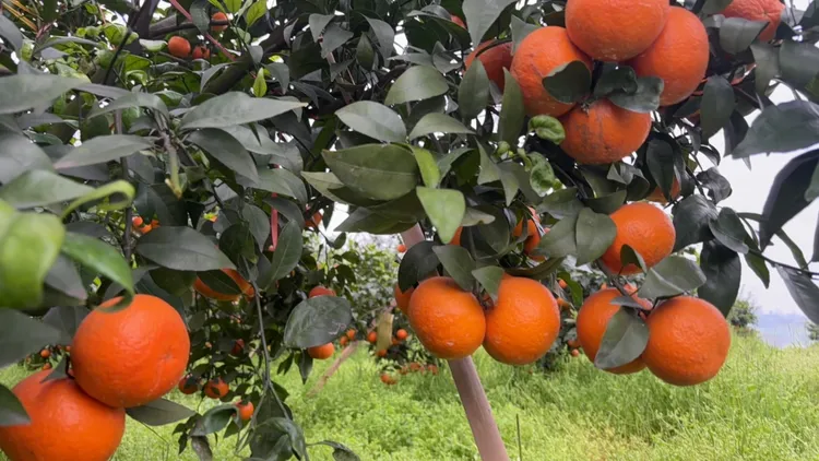 沃柑新鲜采摘应季水果大中小果混合装10斤包邮