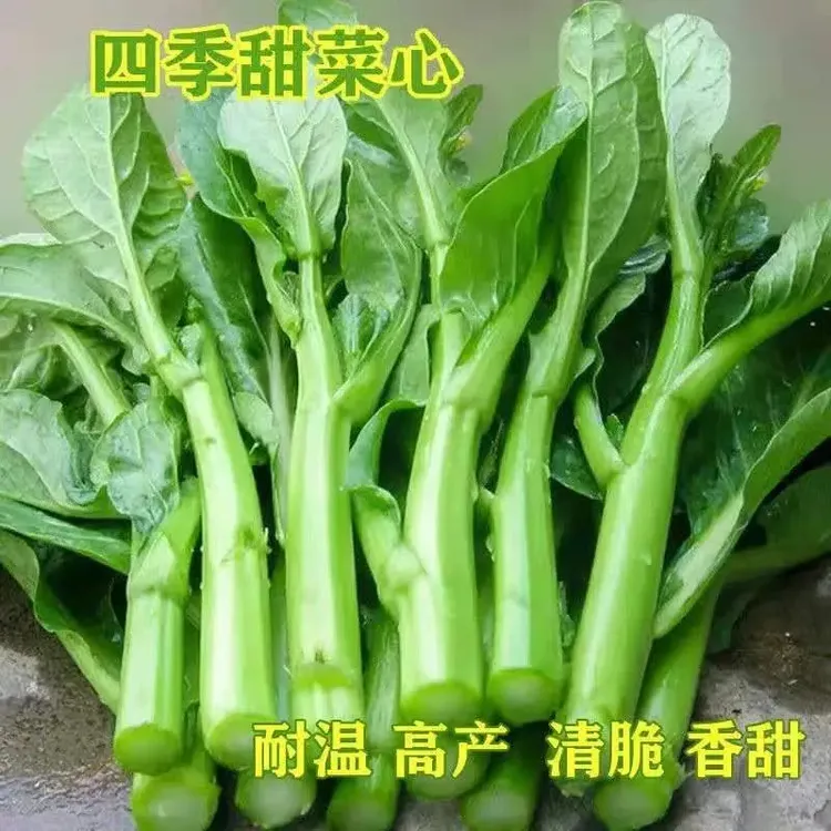 四季甜菜心种植25天收获青菜盆栽田园春秋冬季蔬菜种植广东油菜心