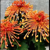 【 金凤凰】大花富贵菊花盆栽九月菊 开花漂亮耐寒