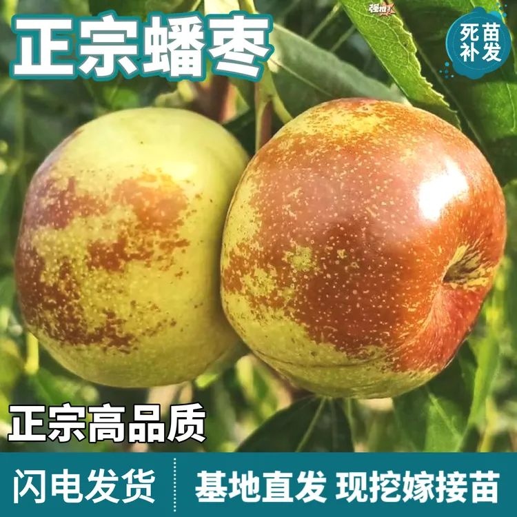 正宗蟠枣树苗南北方地栽庭院盆栽嫁接特大果脆甜潘枣子苗当年结果