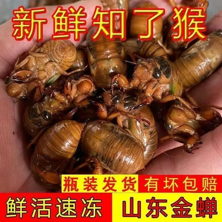 山东新鲜大知了猴包邮活体金蝉爬叉蝉蛹