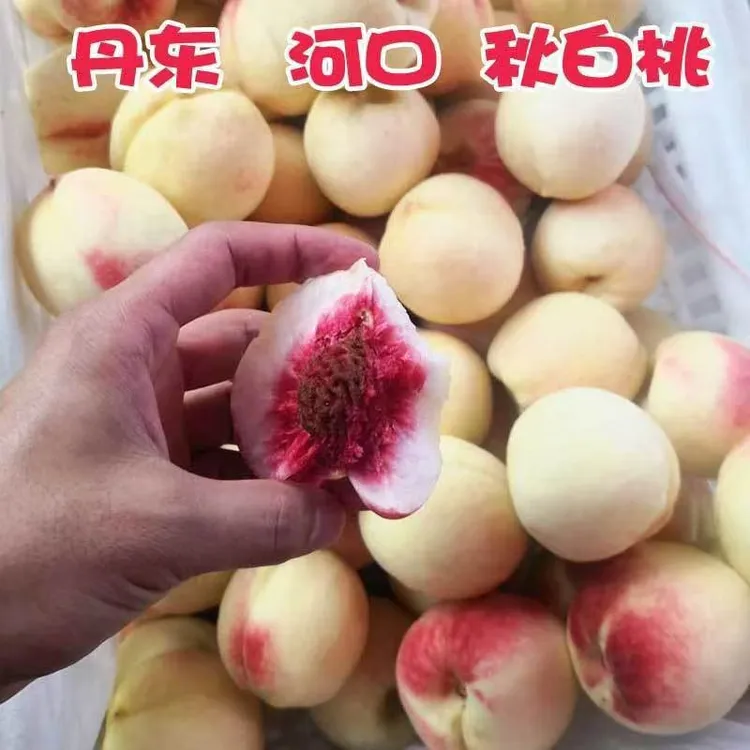 1号链接 -丹东河口秋白桃当季应季水果酸甜多汁