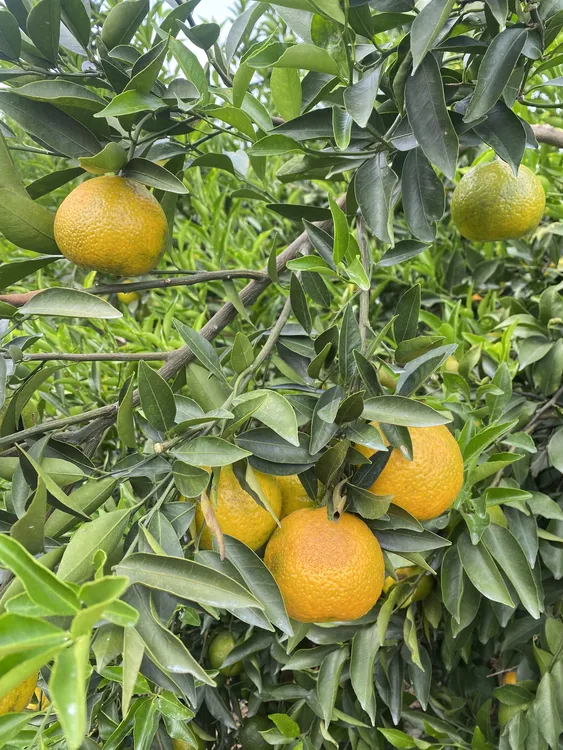 2025年新会茶坑圈枝二红鲜果