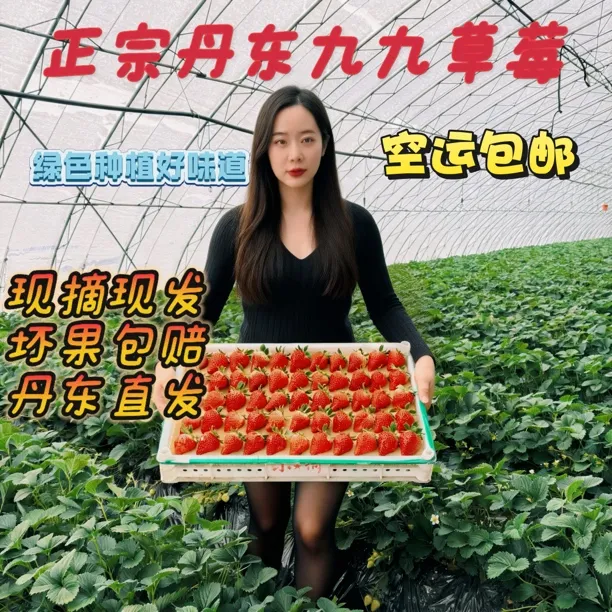 「牛奶草莓」正宗丹东九九红颜奶油核心产区空运特快现摘现发