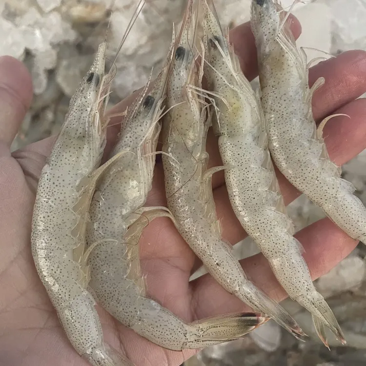 M羊毛虾1新鲜野生虾（虾）顺丰包邮虾肉鲜壳薄