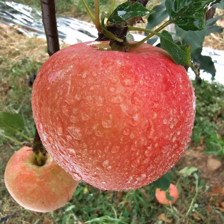 陕西当季嘎啦苹果