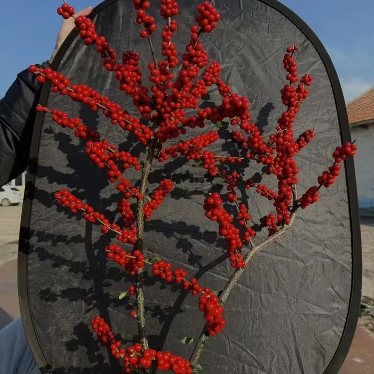 北美冬青鲜切红果，爱马仕橙桌面瓶插耐养年宵花室内客厅养眼好看