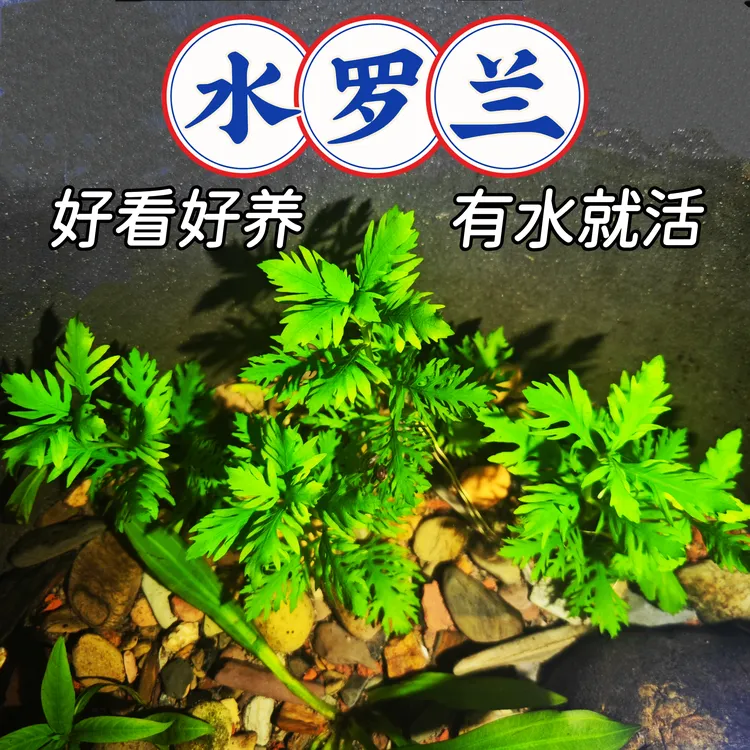 【水罗兰】新手阴性水草无需水草泥无需二氧化碳好养耐活古法养鱼