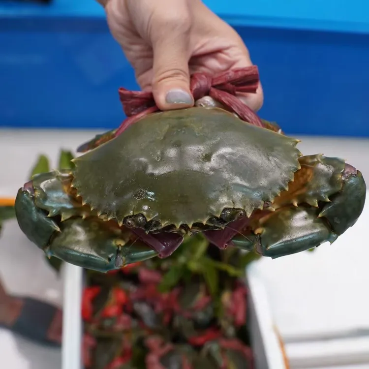 【顺丰】内溪帕蟹冇蟹怕蟹潮汕三市（潮汕三市外地区海鲜新鲜海鲜