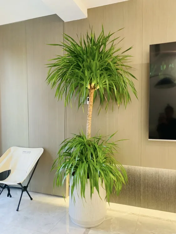 大型龙血树室内绿植办公室客厅高级感龙须树多头植物大盆栽盆景