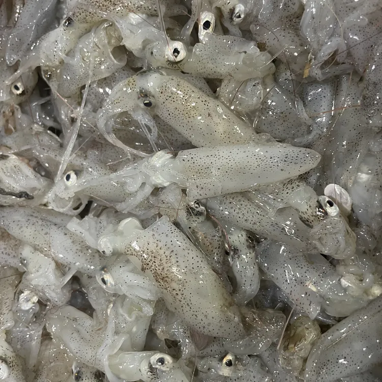 钓鱼专用 原浆海捕 小海兔 小笔管鱼饵 速冻顺丰包邮（冷冻保存）