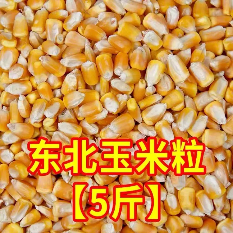 农家优质干玉米粒可作鸡鸭鸽粮宠物饲料及钓鱼打窝用料猪马牛羊