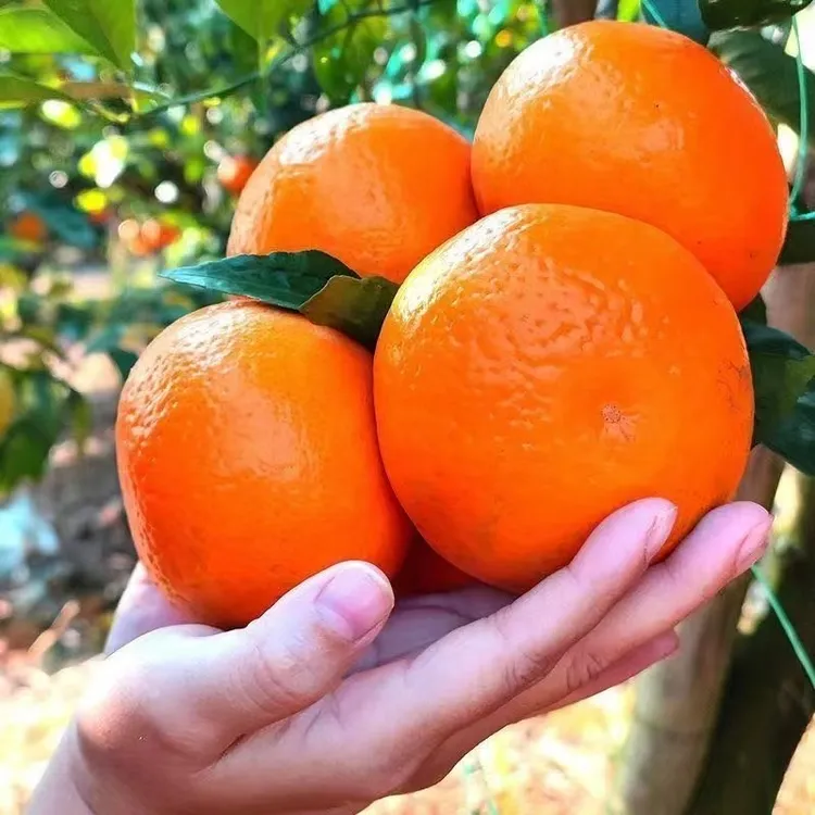 A【果园直发】云南高山新鲜沃柑应季薄皮新鲜水果橘子整箱5斤9斤