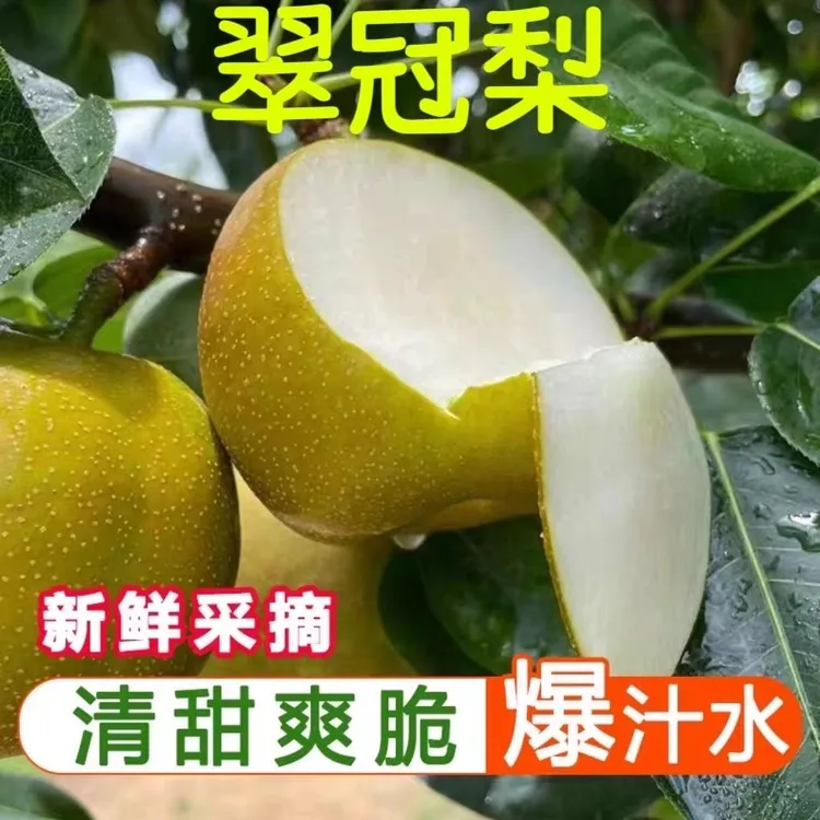 长寿应季翠冠梨现采现发皮薄肉嫩核小汁多清甜水果