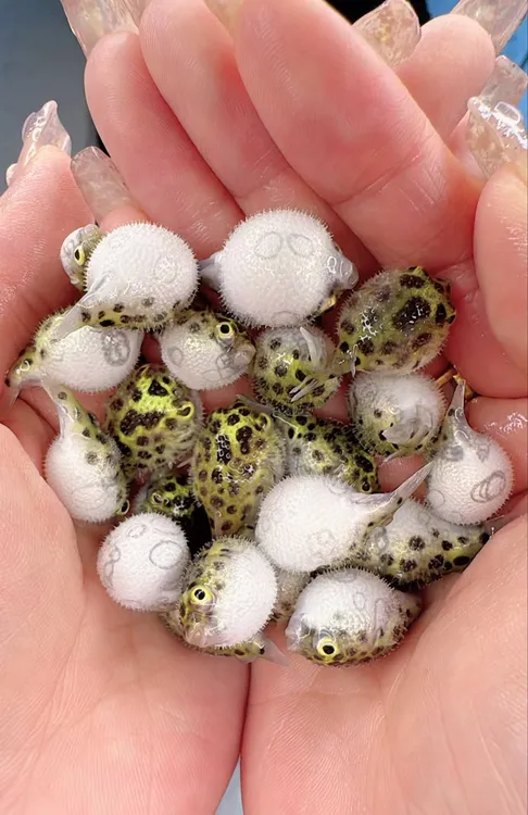 金娃娃河豚会生气的小河豚潜水艇鼓肚子淡水好养活河豚鱼