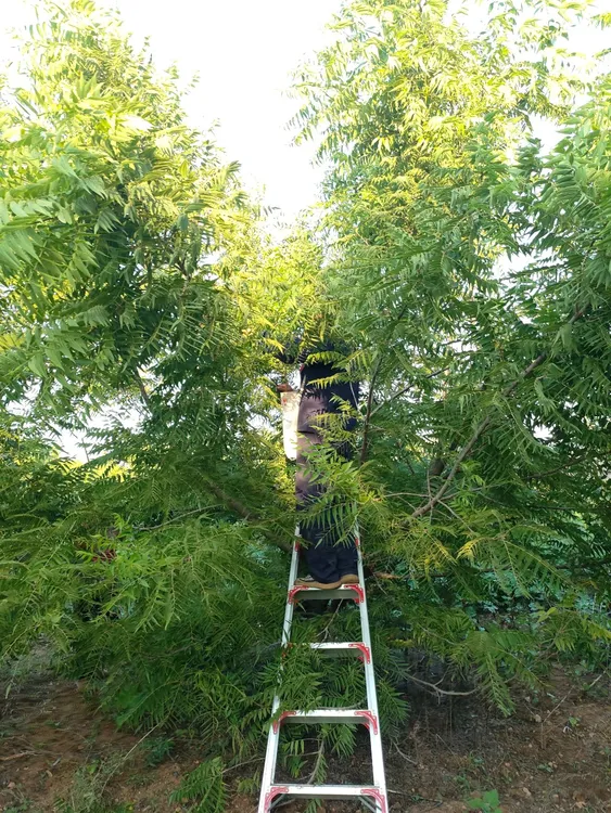 原皮小尺寸聚宝盆原皮原色精挑精卡颗颗饱满手持纹路清晰文玩手串