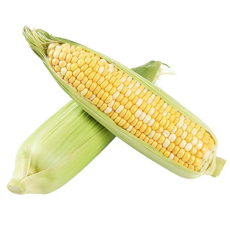 鲜蜂队云南金银水果玉米甜脆水果玉米新鲜果蔬5斤